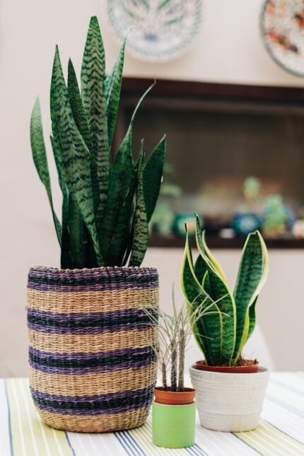 Boho Woven Basket Planter