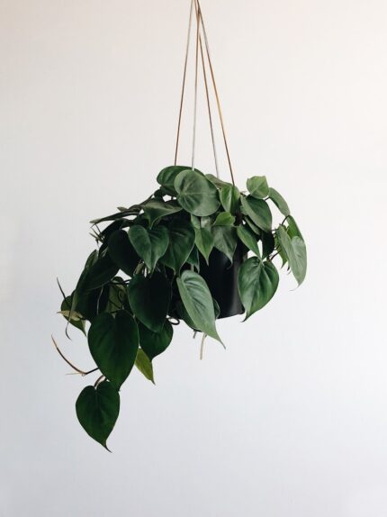 Hanging Planter with Macrame Hanger