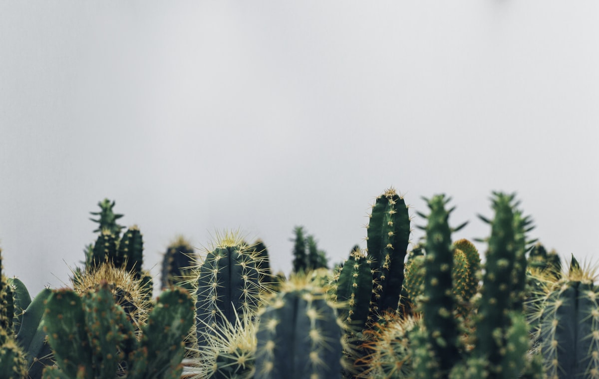 Plant gifts and terrariums